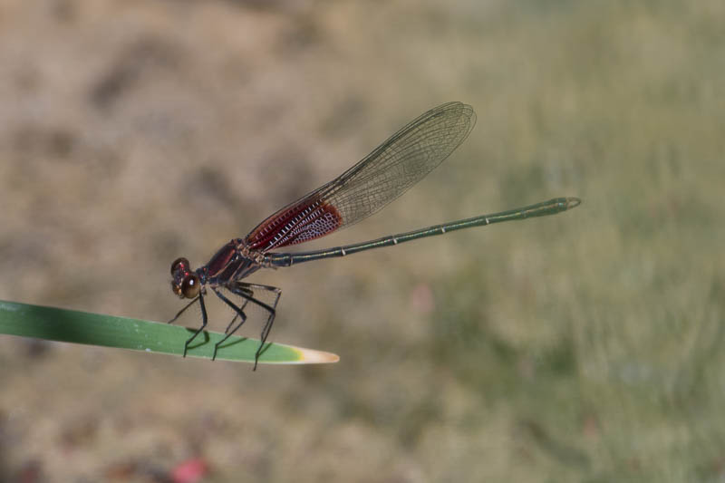 American Rubyspot